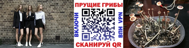 ссылка на мегу зеркало  Балтийск  Галлюциногенные грибы мухоморы  где найти наркотики 